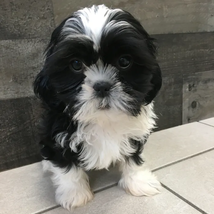 Male Shih Tzu puppy named Linguine for sale at The Family Puppy-Novi.