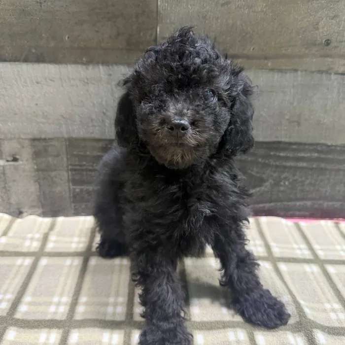 Male Poodle puppy named Robb for sale at The Family Puppy-Troy.