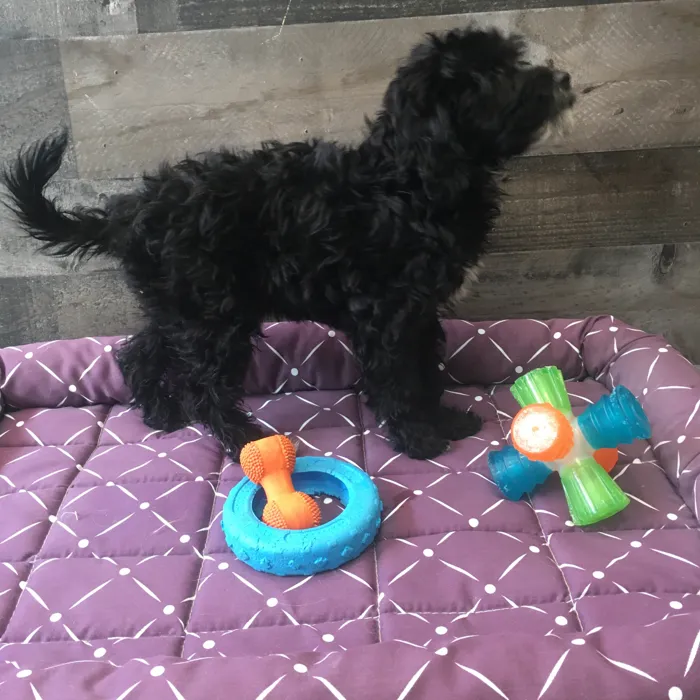 Female Goldendoodle puppy named Kim for sale at The Family Puppy-Novi.