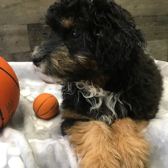 Male Mini Aussiedoodle puppy named Kanga for sale at The Family Puppy-Novi.