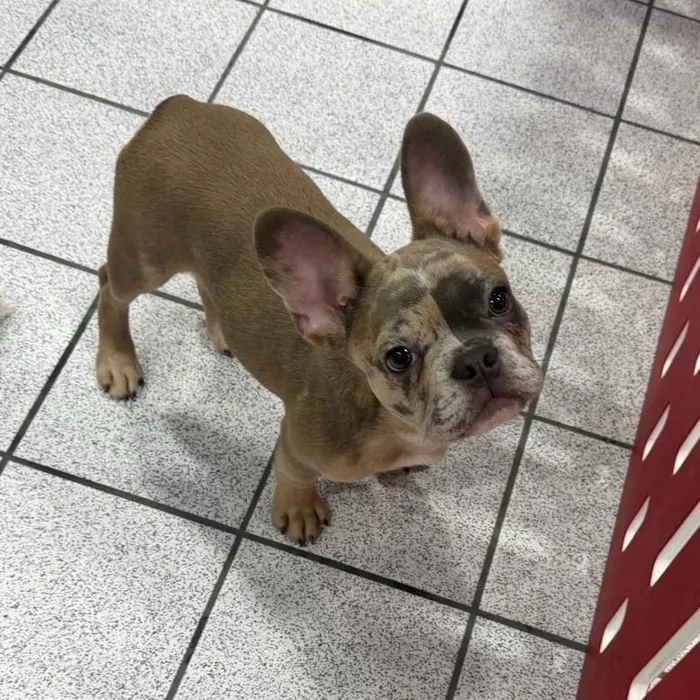 Male Frenchstons puppy named Phantom for sale at The Family Puppy-Troy.