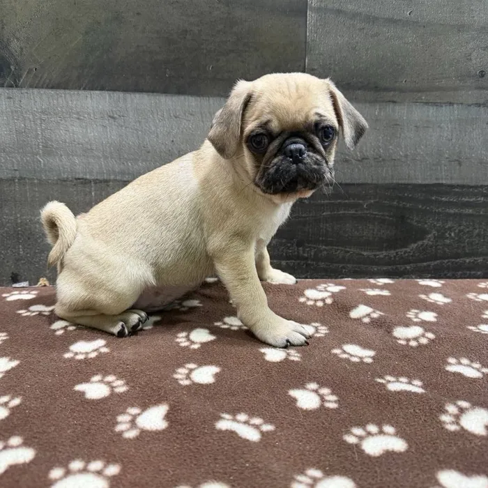 Male Pug puppy named Chunk for sale at The Family Puppy-Troy.
