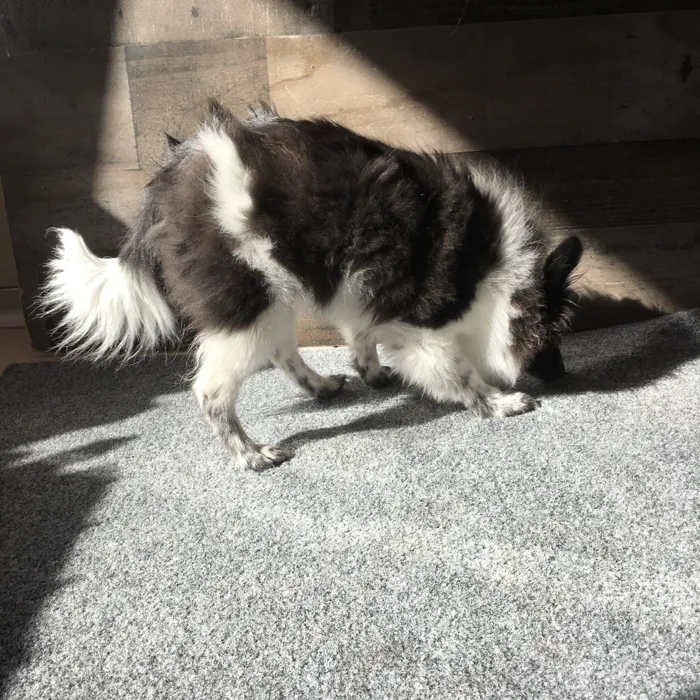 Male Pomeranian puppy named Spike for sale at The Family Puppy-Novi.