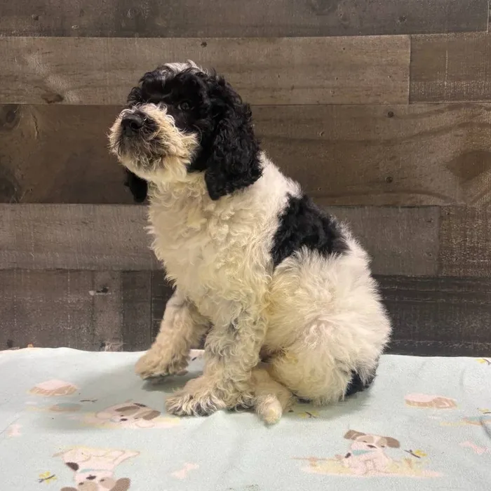 Male Goldendoodle puppy named Bentley for sale at The Family Puppy-Troy.