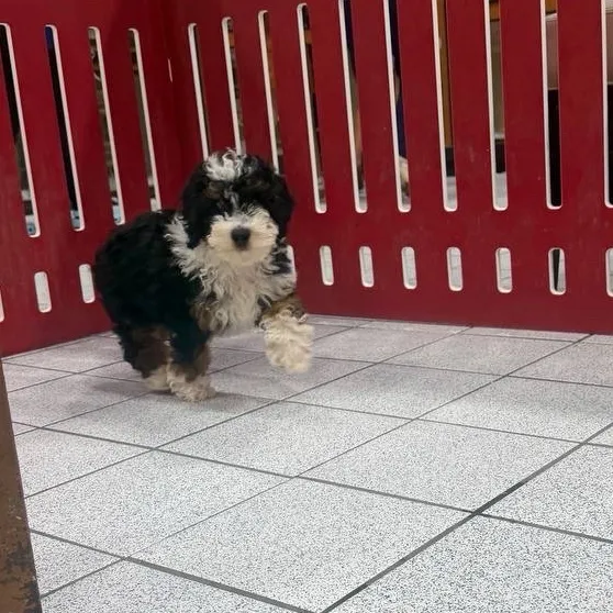Male Mini Poodle puppy named Benji for sale at The Family Puppy-Troy.