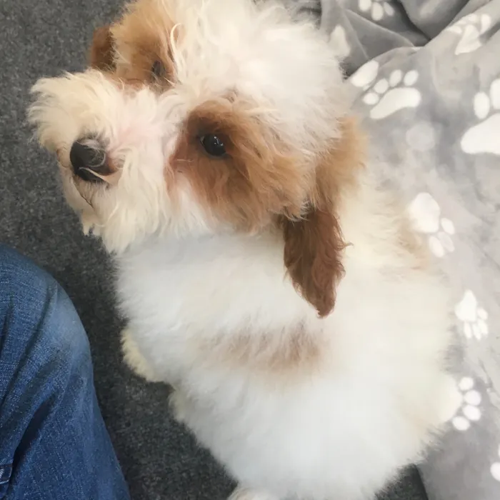 Male Mini Poodle puppy named Brock for sale at The Family Puppy-Novi.