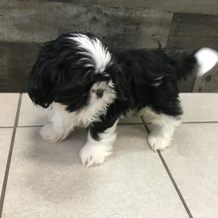 Male Shih Tzu puppy named Linguine for sale at The Family Puppy-Novi.