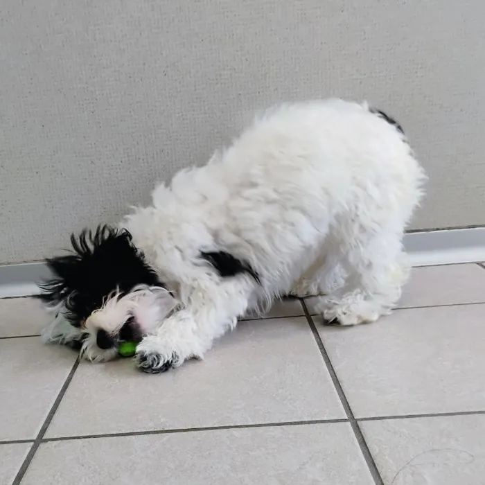 Male Shih Tzu-Bichon puppy named David for sale at The Family Puppy-Novi.