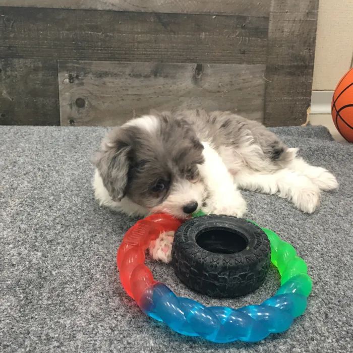 Female Poochi puppy named Crystal for sale at The Family Puppy-Novi.