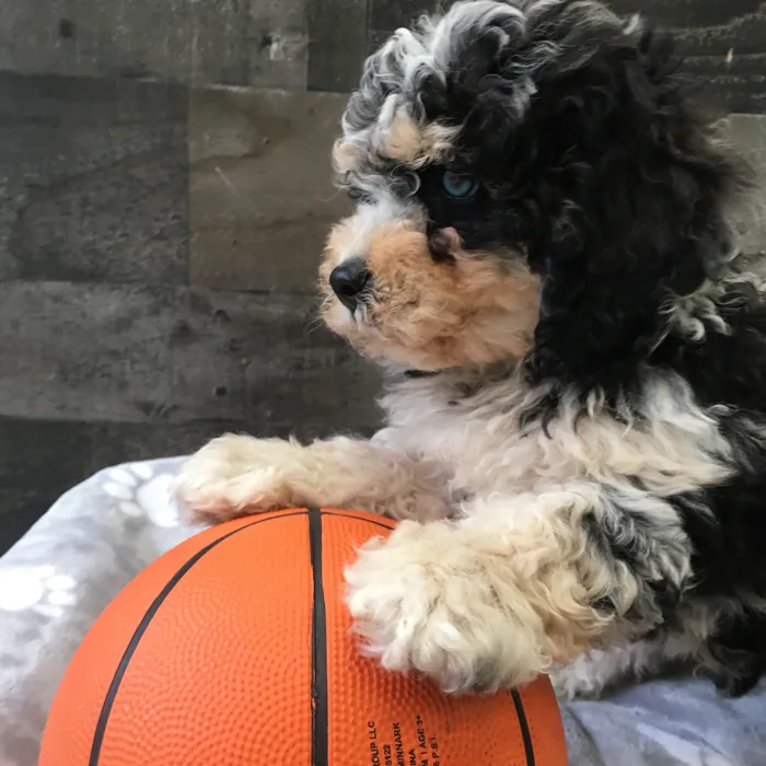 Male Cockapoo puppy named Christopher for sale at The Family Puppy-Novi.