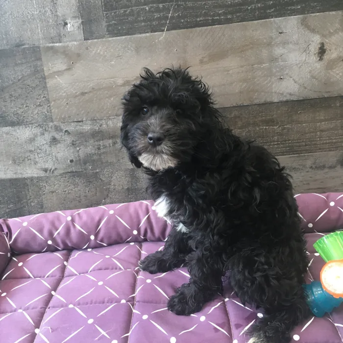 Female Goldendoodle puppy named Kim for sale at The Family Puppy-Novi.