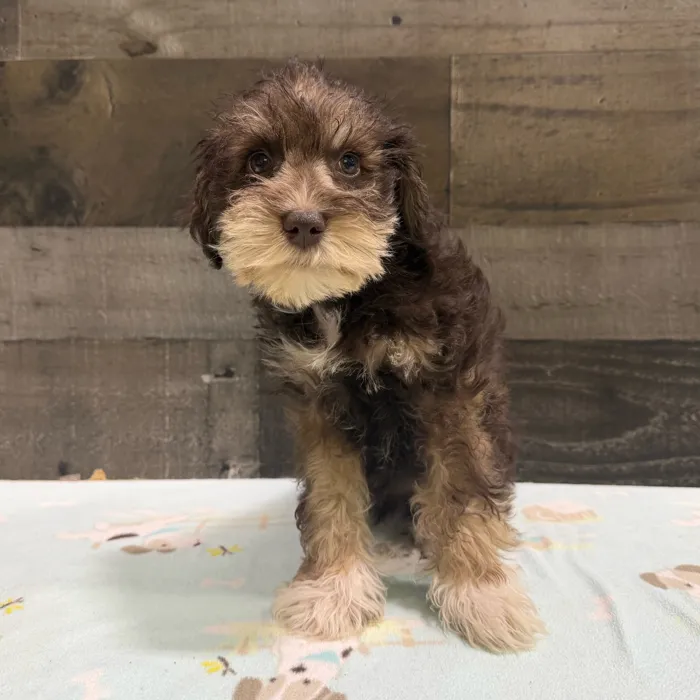 Male Mini Schnauzer puppy named Abe for sale at The Family Puppy-Troy.