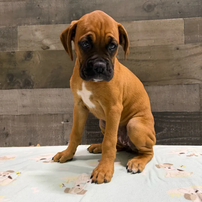 Female Boxer puppy named Blossom for sale at The Family Puppy-Troy.