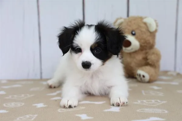 Male Papillon puppy named Bowzer for sale at The Family Puppy-Troy.