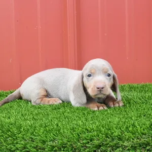 Female Dachshund puppy named Pecan for sale at The Family Puppy-Troy.
