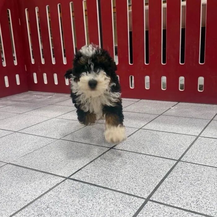 Male Mini Poodle puppy named Benji for sale at The Family Puppy-Troy.