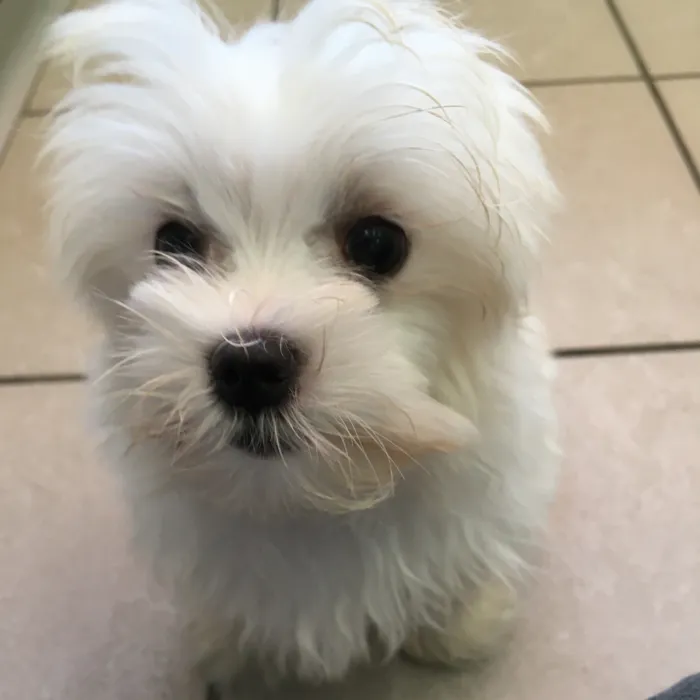 Female Maltese puppy named Magnolia for sale at The Family Puppy-Novi.