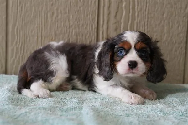 Male Cavalier King Charles Spaniel puppy named Ryker for sale at The Family Puppy-Troy.