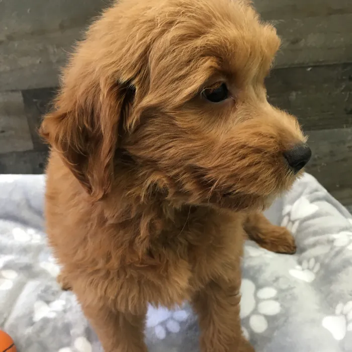 Female Mini Goldendoodle puppy named Piglet for sale at The Family Puppy-Novi.
