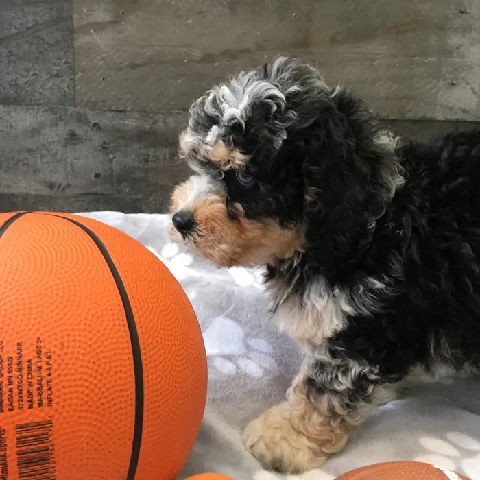 Male Cockapoo puppy named Christopher for sale at The Family Puppy-Novi.
