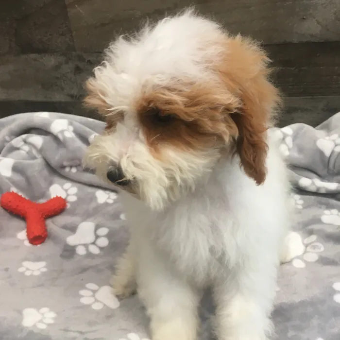 Male Mini Poodle puppy named Brock for sale at The Family Puppy-Novi.