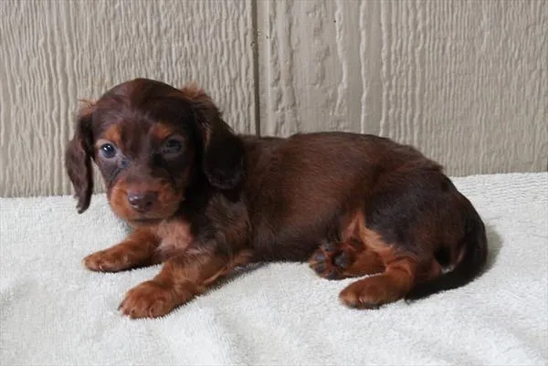 Male Dachshund puppy named Cedar for sale at The Family Puppy-Novi.