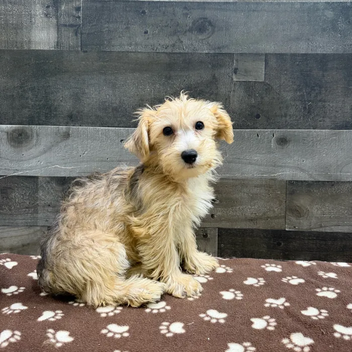 Male Yochon puppy named River for sale at The Family Puppy-Troy.