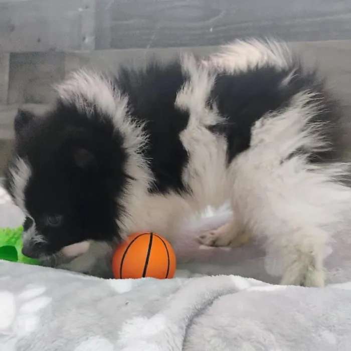 Male Pomeranian puppy named Spike for sale at The Family Puppy-Novi.