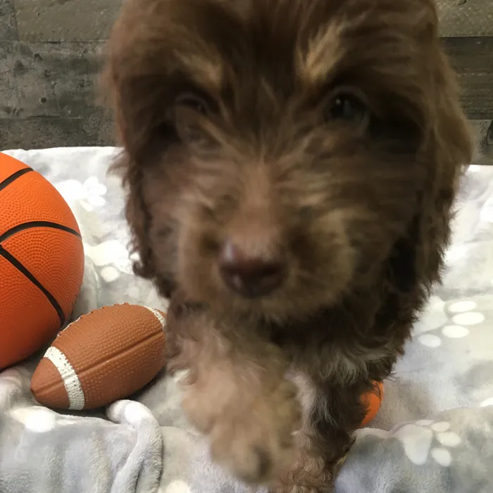 Female Cockapoo puppy named Winnie for sale at The Family Puppy-Novi.
