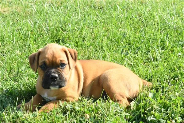 Male Boxer puppy named Troy for sale at The Family Puppy-Novi.
