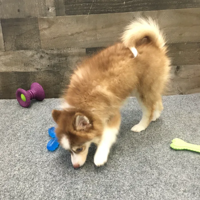 Female Pomsky puppy named Sharpay for sale at The Family Puppy-Novi.
