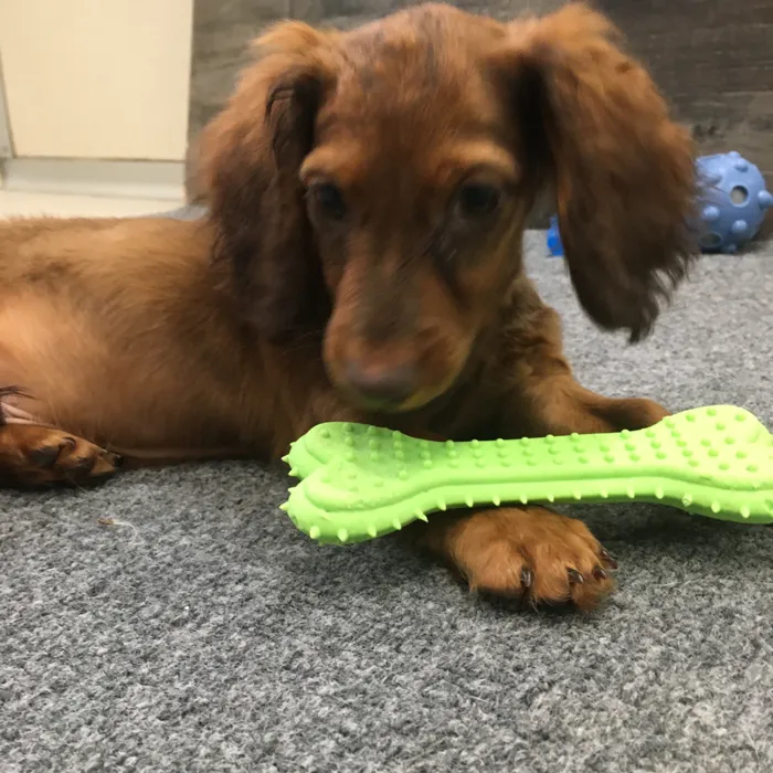 Male Dachshund puppy named Cedar for sale at The Family Puppy-Novi.
