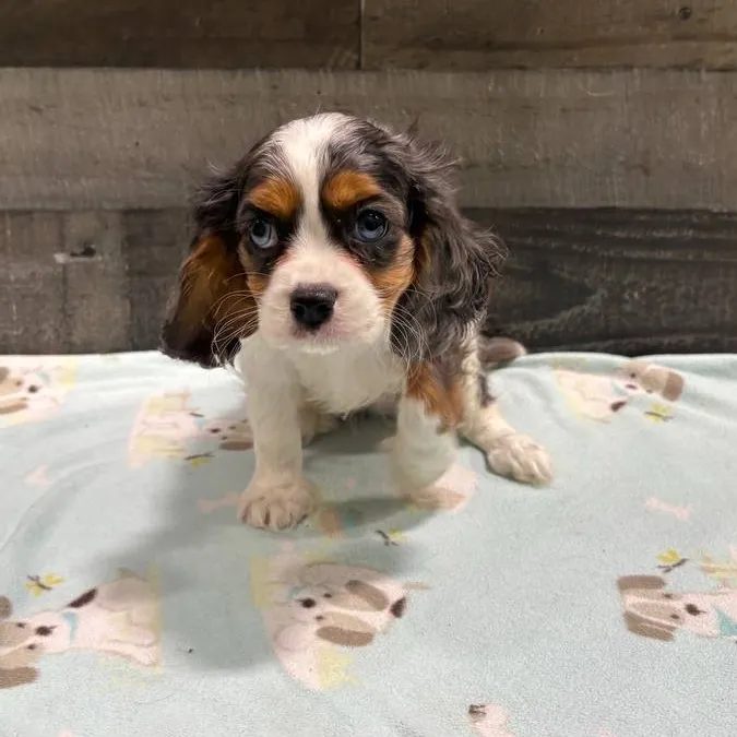 Male Cavalier King Charles Spaniel puppy named Ryker for sale at The Family Puppy-Troy.