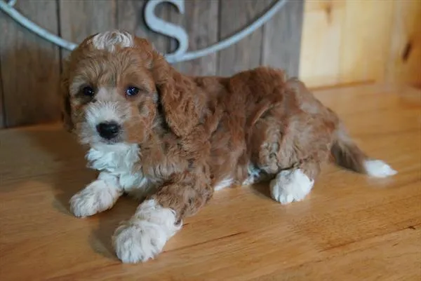 Male Mini Goldendoodle puppy named Buddy for sale at The Family Puppy-Troy.