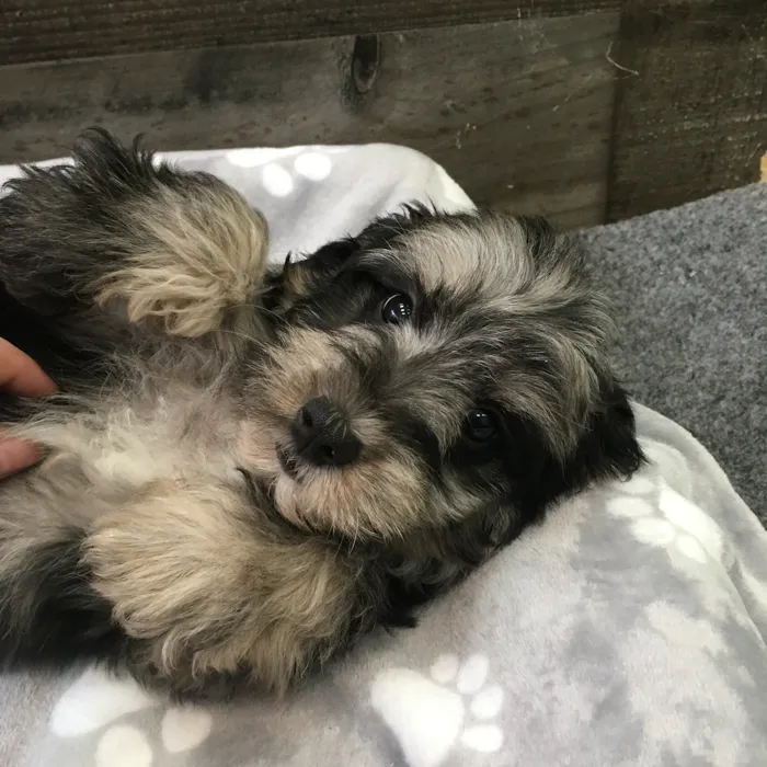 Female Schnoodle puppy named Roo for sale at The Family Puppy-Novi.