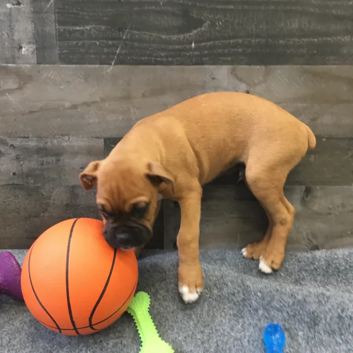 Male Boxer puppy named Troy for sale at The Family Puppy-Novi.