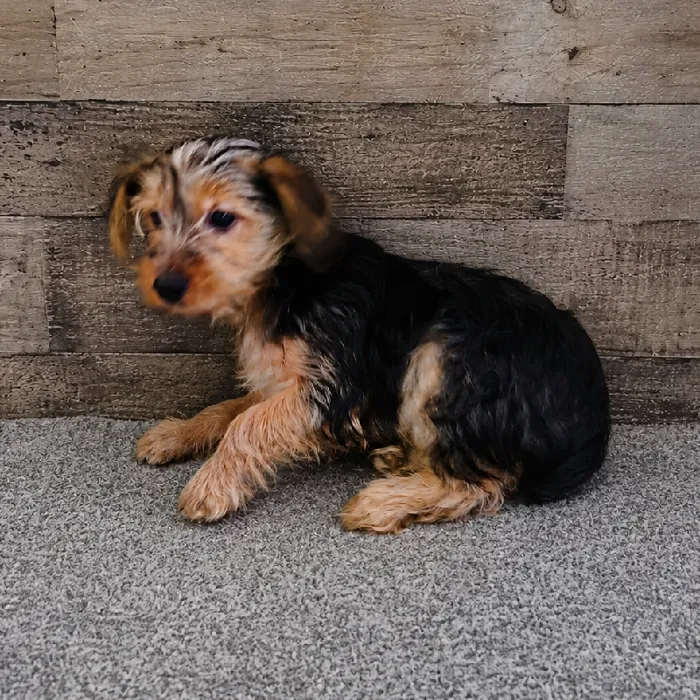 Female Yorkie puppy named Mertle for sale at The Family Puppy-Novi.