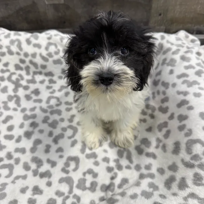 Female Schnoodle puppy named Mary for sale at The Family Puppy-Troy.