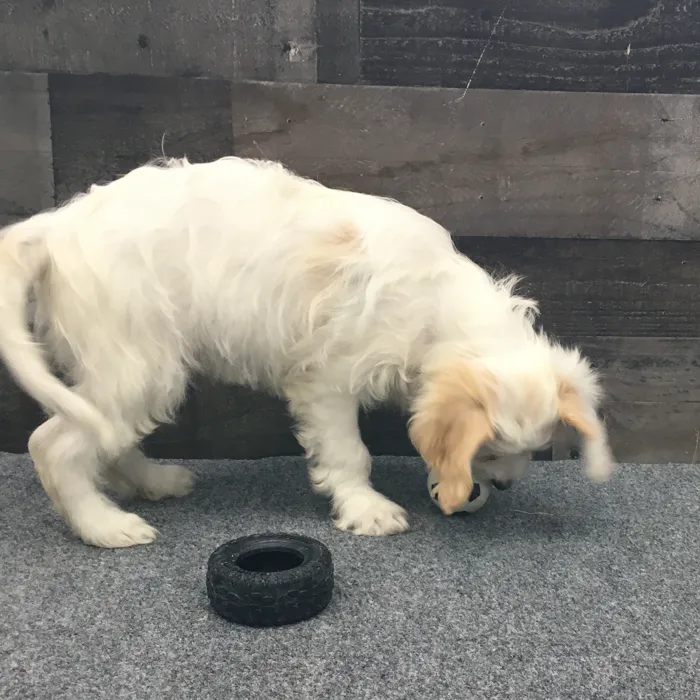Male Cavachon puppy named Jasper for sale at The Family Puppy-Novi.