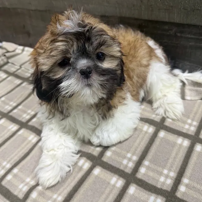 Male Shih Tzu puppy named Rheagal for sale at The Family Puppy-Novi.