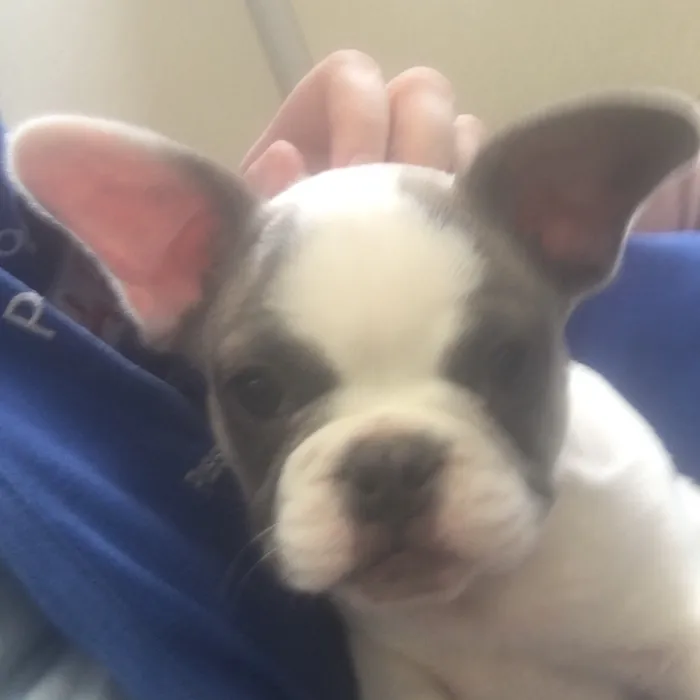 Male French Bulldog puppy named Fred for sale at The Family Puppy-Novi.