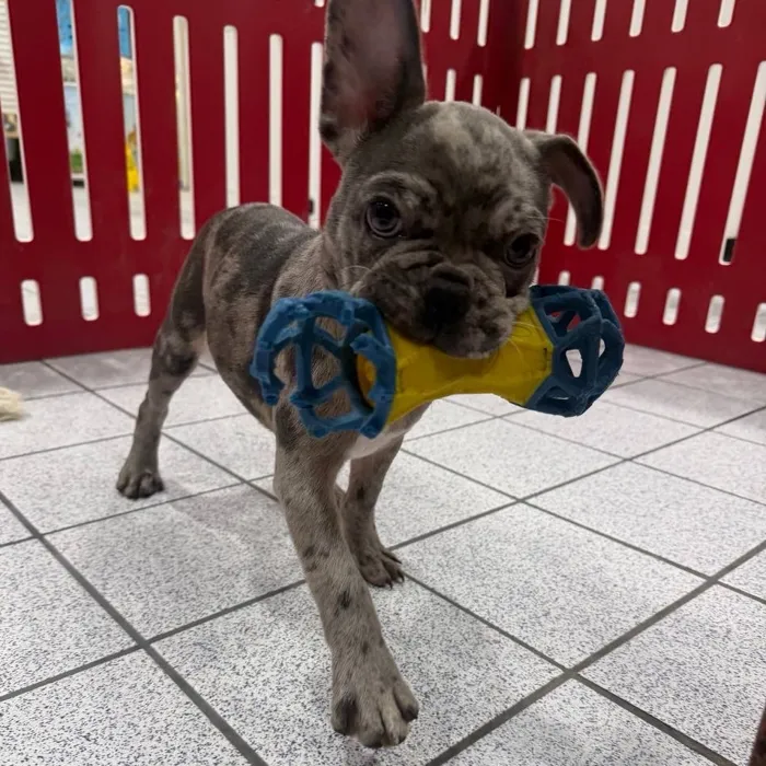 Female French Bulldog puppy named Love for sale at The Family Puppy-Troy.
