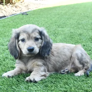 Male Dachshund puppy named Elton for sale at The Family Puppy-Novi.