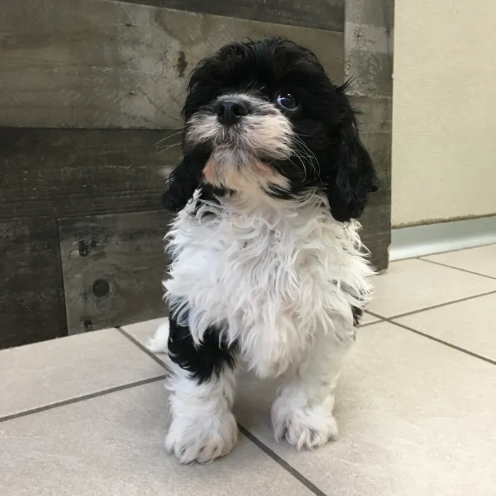 Male Cavapoo puppy named Gnocchi for sale at The Family Puppy-Novi.