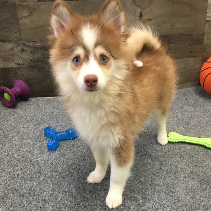 Female Pomsky puppy named Sharpay for sale at The Family Puppy-Novi.