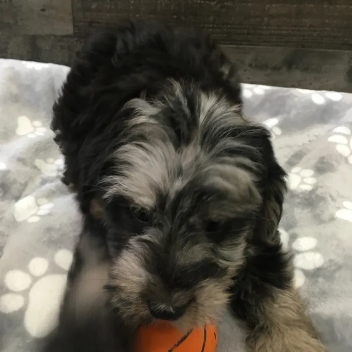 Female Schnoodle puppy named Roo for sale at The Family Puppy-Novi.