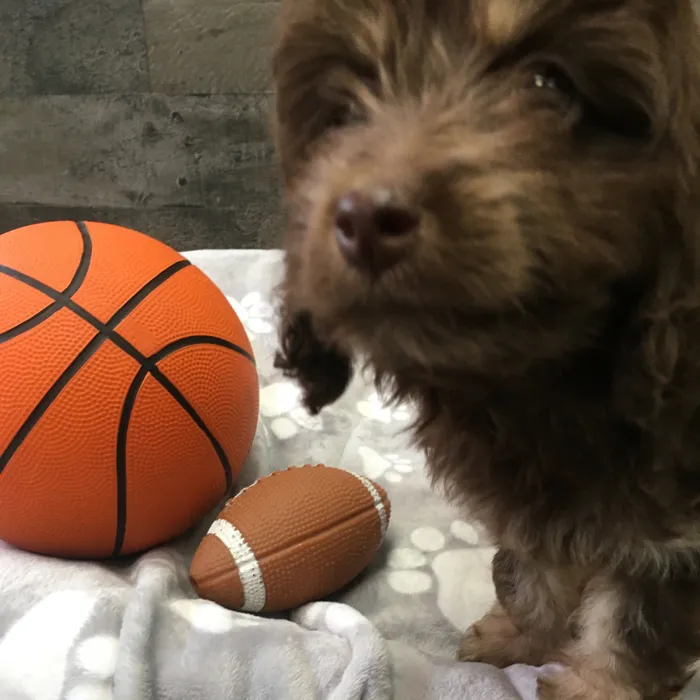 Female Cockapoo puppy named Winnie for sale at The Family Puppy-Novi.