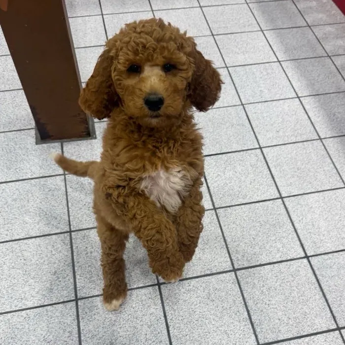 Female Mini Goldendoodle puppy named Honey for sale at The Family Puppy-Troy.