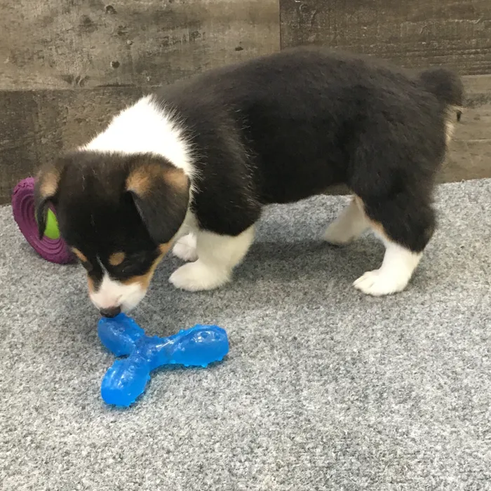 Female Pembroke Welsh Corgi puppy named Taylor for sale at The Family Puppy-Novi.