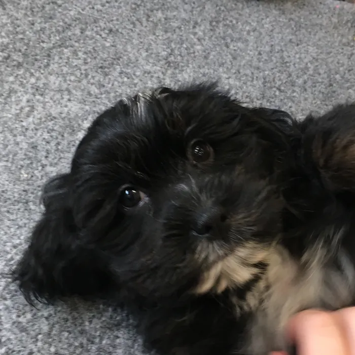 Male Shihpoo puppy named Shaggy for sale at The Family Puppy-Novi.